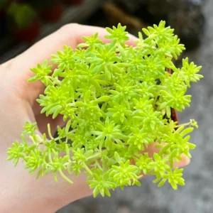Sedum Tokyo Sun Live Plant - Yellow Stonecrop Succulent, 2 inch Pot - Image 4