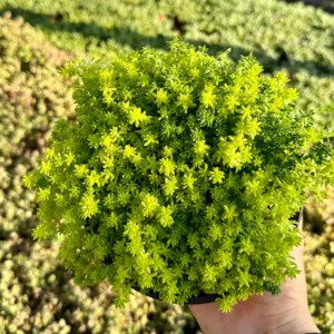 Sedum Tokyo Sun Live Plant - Yellow Stonecrop Succulent, 2 inch Pot - Image 5