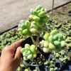 Sedum treleasei Live Succulent Plant – Drought Tolerant Indoor/Outdoor - Image 1