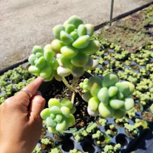 Sedum treleasei Live Succulent Plant – Drought Tolerant Indoor/Outdoor - Image 2