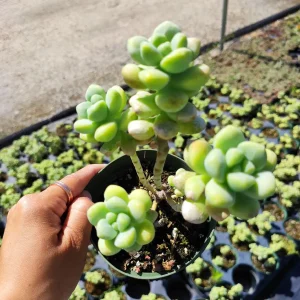Sedum treleasei Live Succulent Plant – Drought Tolerant Indoor/Outdoor - Image 1