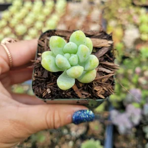 Sedum treleasei Live Succulent Plant – Drought Tolerant Indoor/Outdoor - Image 4