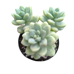 Sedum treleasei Live Succulent Plant – Drought Tolerant Indoor/Outdoor - Image 5