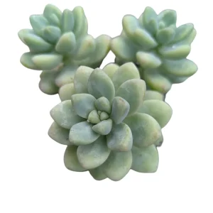 Sedum treleasei Live Succulent Plant – Drought Tolerant Indoor/Outdoor - Image 6