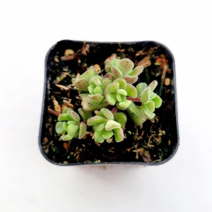 Sedum versadense Korean Succulent Live Plant - Drought Tolerant - Image 3