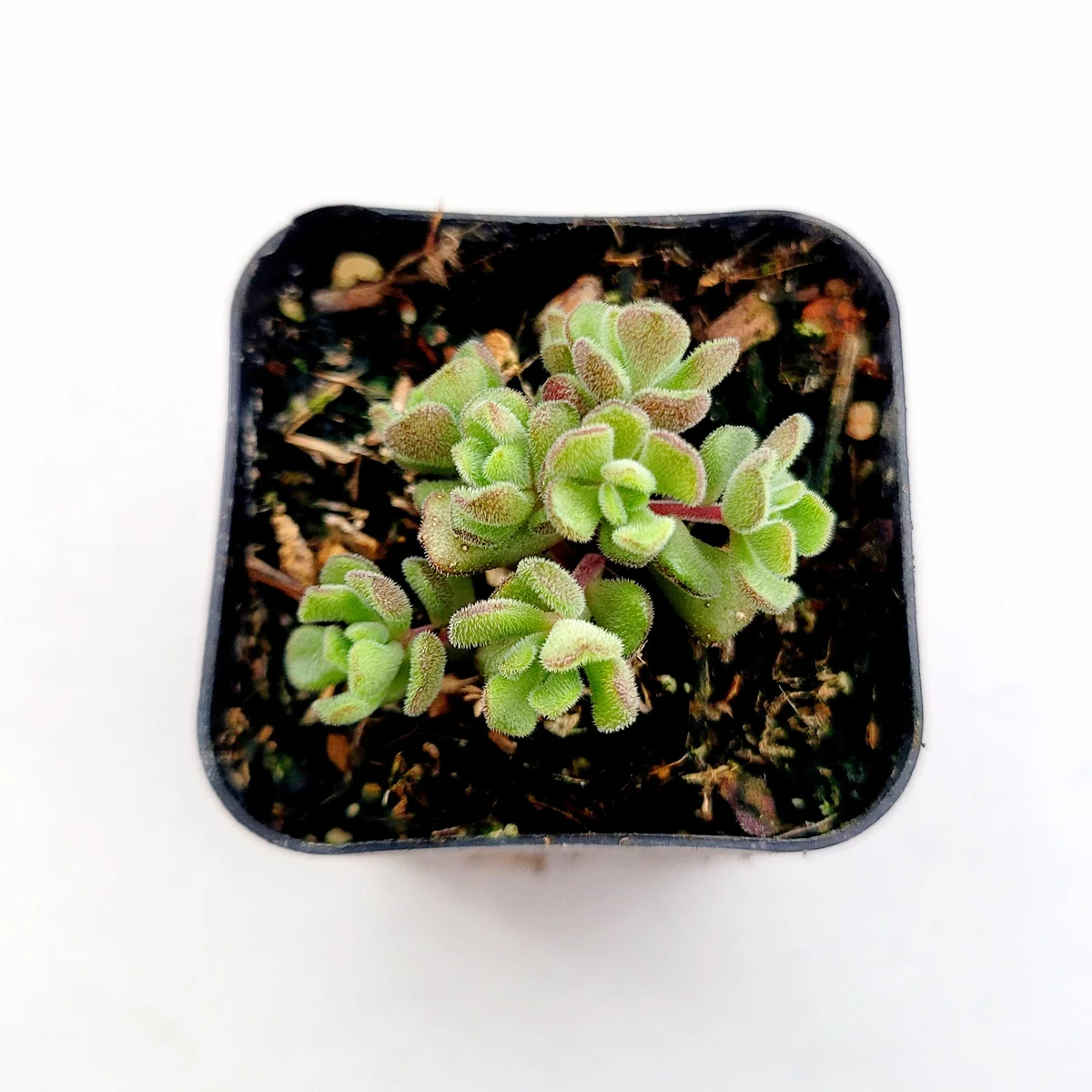 Sedum versadense Korean Succulent Live Plant - Drought Tolerant - Image 3