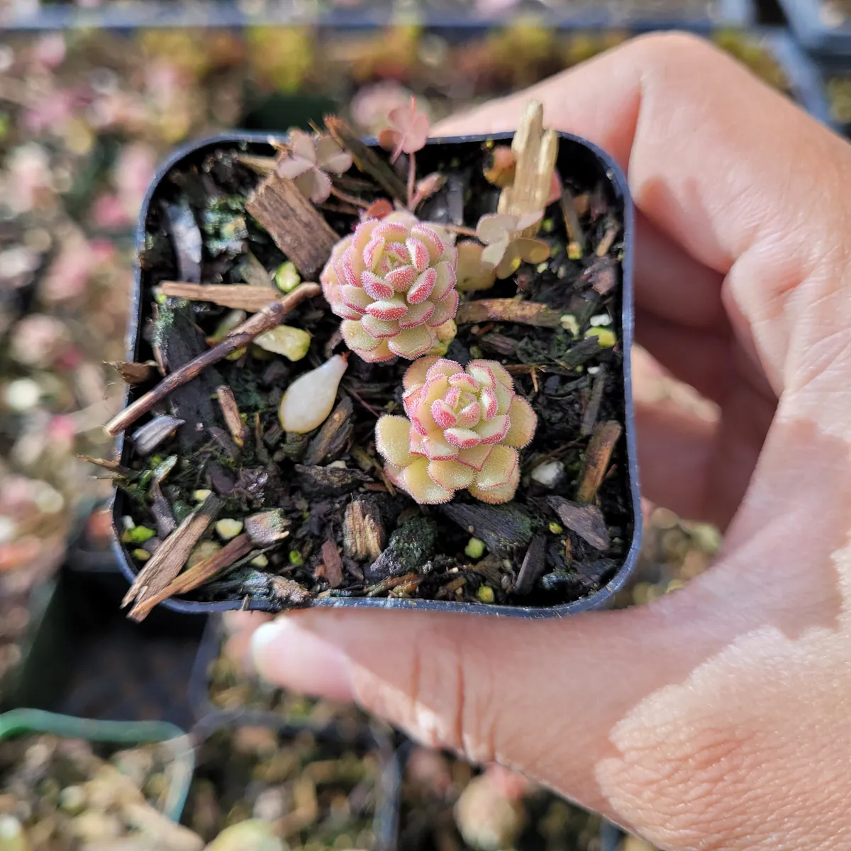 Sedum versadense Korean Succulent Live Plant - Drought Tolerant - Image 4