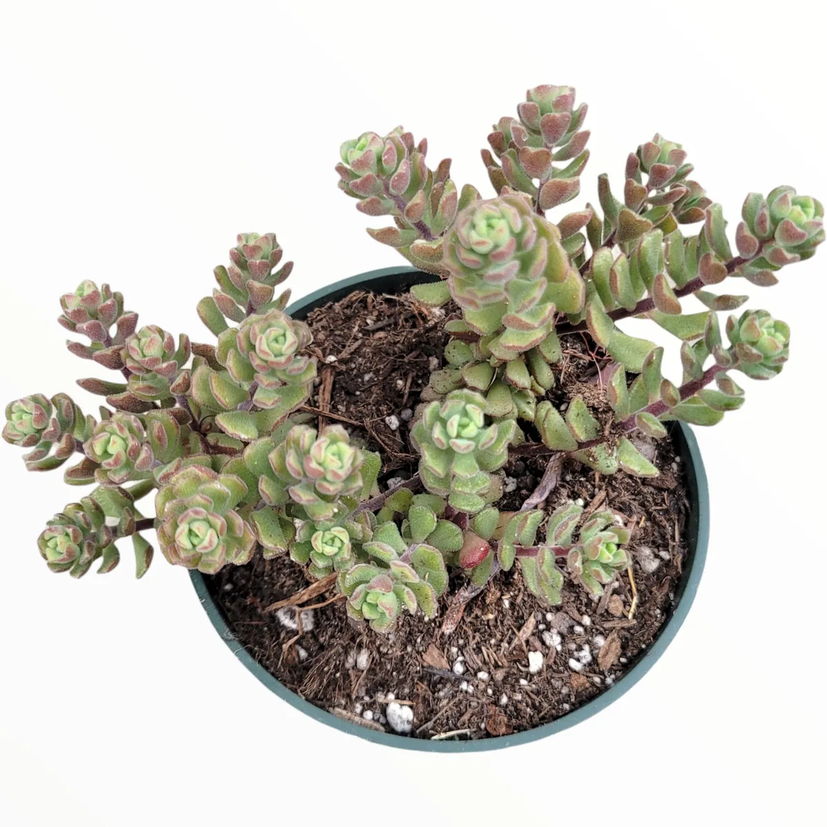 Sedum versadense Korean Succulent Live Plant - Drought Tolerant - Image 7