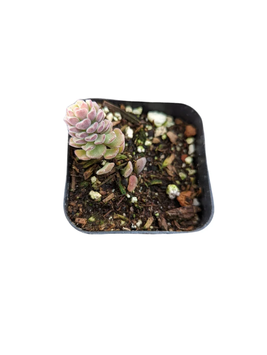 Sedum versadense Korean Succulent Live Plant - Drought Tolerant - Image 8