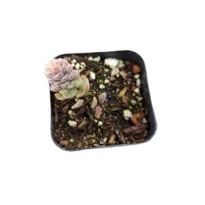 Sedum versadense Korean Succulent Live Plant - Drought Tolerant - Image 9