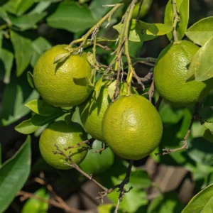 Seedless Lime Live Plant - 3 ft Tall, 5 Gallon Pot, Indoor/Outdoor Citrus Tree - Image 2