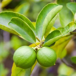 Seedless Lime Live Plant - 3 ft Tall, 5 Gallon Pot, Indoor/Outdoor Citrus Tree - Image 3