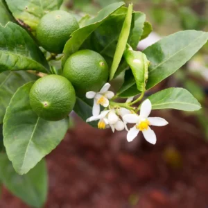 Seedless Lime Live Plant - 3 ft Tall, 5 Gallon Pot, Indoor/Outdoor Citrus Tree - Image 1