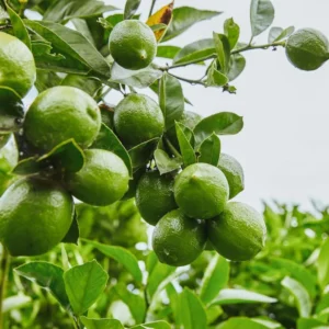 Seedless Lime Live Plant - 3 ft Tall, 5 Gallon Pot, Indoor/Outdoor Citrus Tree - Image 4