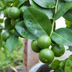 Seedless Lime Live Plant - 3 ft Tall, 5 Gallon Pot, Indoor/Outdoor Citrus Tree - Image 5