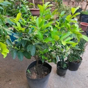 Seedless Lime Live Plant - 3 ft Tall, 5 Gallon Pot, Indoor/Outdoor Citrus Tree - Image 6