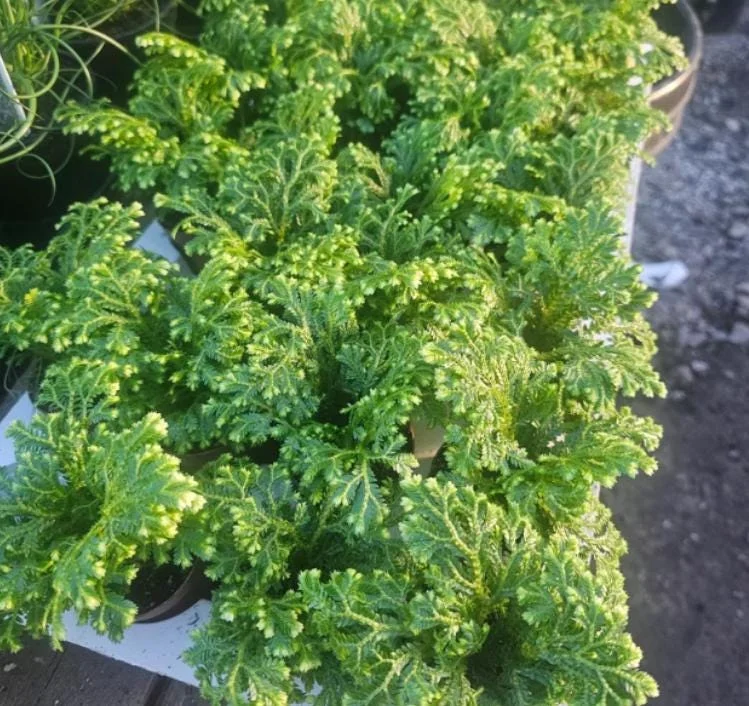 Selaginella Frosty Fern Live Plant - 2 inch Pot - Tropical Terrarium Houseplant - Image 2