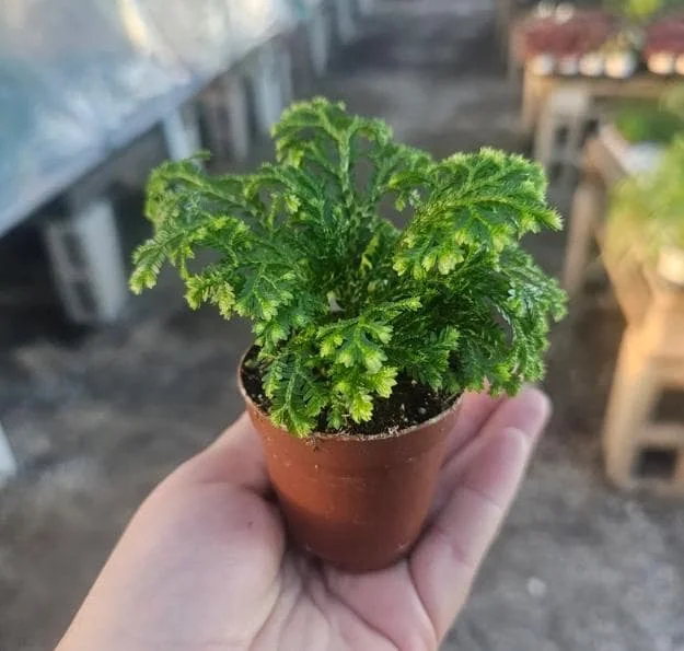 Selaginella Frosty Fern Live Plant - 2 inch Pot - Tropical Terrarium Houseplant - Image 4