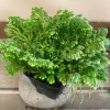Selaginella Frosty Fern Live Plant - 2 inch Pot - Tropical Terrarium Houseplant - Image 1