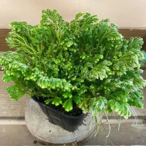 Selaginella Frosty Fern Live Plant - 2 inch Pot - Tropical Terrarium Houseplant - Image 1
