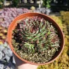 Sempervivum 'Wilderness Glow' - 6in Hens and Chicks Houseleek - Image 1
