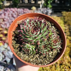 Sempervivum 'Wilderness Glow' - 6in Hens and Chicks Houseleek - Image 1
