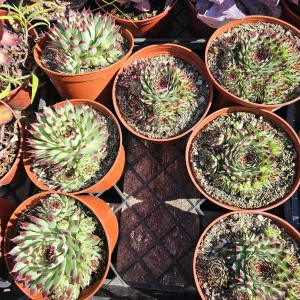 Sempervivum 'Wilderness Glow' - 6in Hens and Chicks Houseleek - Image 4
