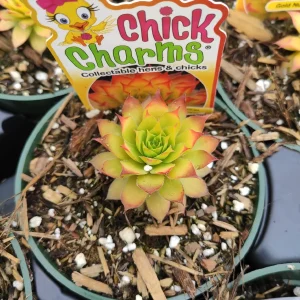Sempervivum Chick Charms Gold Nugget Succulent Plant – Live Succulent - Image 1