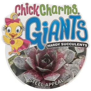Sempervivum Chick Charms Steel Appeal Live Plant – Hens & Chicks Succulent – 2.5