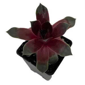 Sempervivum Chick Charms Steel Appeal Live Plant – Hens & Chicks Succulent – 2.5