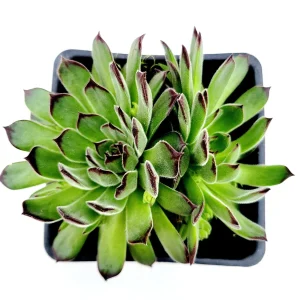 Sempervivum Chick Charms Sugar Simmer Live Succulent Plant - Drought Tolerant - Image 5