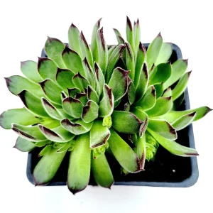 Sempervivum Chick Charms Sugar Simmer Live Succulent Plant - Drought Tolerant - Image 6