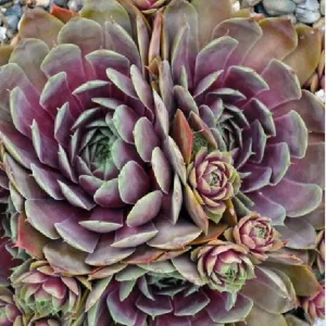 Sempervivum Colorockz Hens & Chicks Live Succulent Plant 1 inch Plug Hardy Outdoor - Image 4