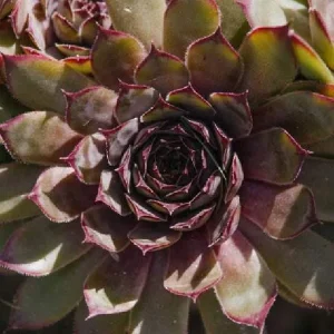Sempervivum Colorockz Hens & Chicks Live Succulent Plant 1 inch Plug Hardy Outdoor - Image 5