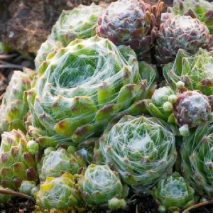 Sempervivum Colorockz Hens & Chicks Live Succulent Plant 1 inch Plug Hardy Outdoor - Image 6