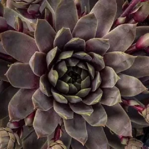 Sempervivum Colorockz Hens & Chicks Live Succulent Plant 1 inch Plug Hardy Outdoor - Image 7