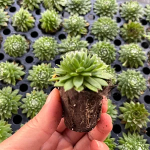Sempervivum Colorockz Hens & Chicks Live Succulent Plant 1 inch Plug Hardy Outdoor - Image 9