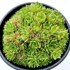 Sempervivum 'Cornelia' Succulent Live Plant - Hardy & Drought-Tolerant - Image 1