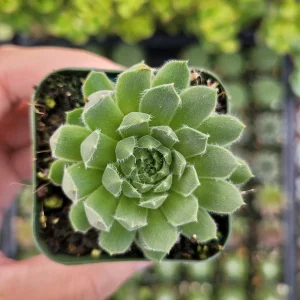 Sempervivum 'Cornelia' Succulent Live Plant - Hardy & Drought-Tolerant - Image 4