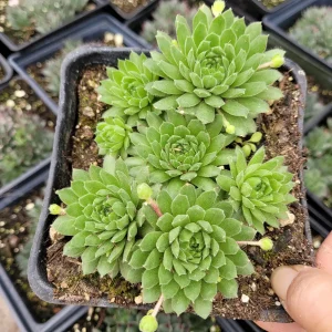 Sempervivum 'Cornelia' Succulent Live Plant - Hardy & Drought-Tolerant - Image 6