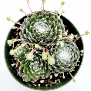 Sempervivum 'Hurricane' Succulent Live Plant - Drought-Tolerant, Easy Care - Image 3