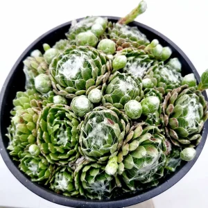 Sempervivum 'Hurricane' Succulent Live Plant - Drought-Tolerant, Easy Care - Image 1