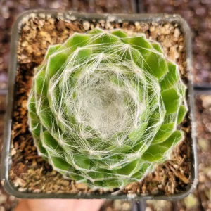 Sempervivum 'Hurricane' Succulent Live Plant - Drought-Tolerant, Easy Care - Image 8