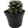 Sempervivum Nerdy Nelly Live Plant – Hens & Chicks Succulent – 2 inch Pot – Outdoor Hardy - Image 1