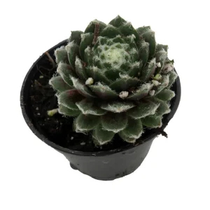 Sempervivum Nerdy Nelly Live Plant – Hens & Chicks Succulent – 2 inch Pot – Outdoor Hardy - Image 2