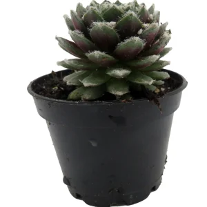 Sempervivum Nerdy Nelly Live Plant – Hens & Chicks Succulent – 2 inch Pot – Outdoor Hardy - Image 1