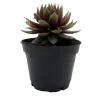 Sempervivum Rowdy Rudy Live Plant – Succulent – 2 inch Pot – Outdoor - Image 1