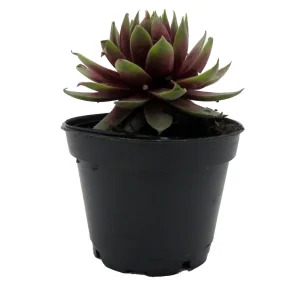 Sempervivum Rowdy Rudy Live Plant – Succulent – 2 inch Pot – Outdoor - Image 1