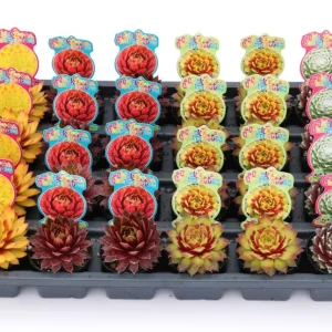 Sempervivum Rowdy Rudy Live Plant – Succulent – 2 inch Pot – Outdoor - Image 4