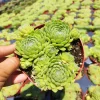 Sempervivum Soboliferum Succulent Plant - Hardy Live Succulent - Image 1